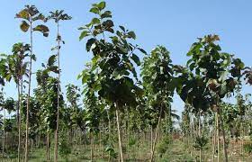 Good news for farmers - plant these 'trees' and earn lakhs of rupees
